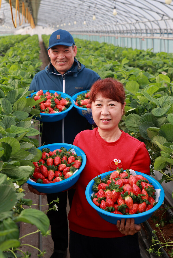 지리산 함양산 딸기 첫 수확해요