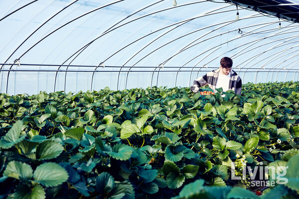 조셉 리저우드가 지난 1월 중순 밀양 딸기 농가를 방문해서 딸기 수확을 하고 있다.